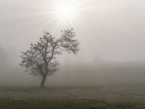 Foggy starburst tree landscape