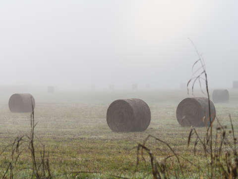 Hay bales in the fog