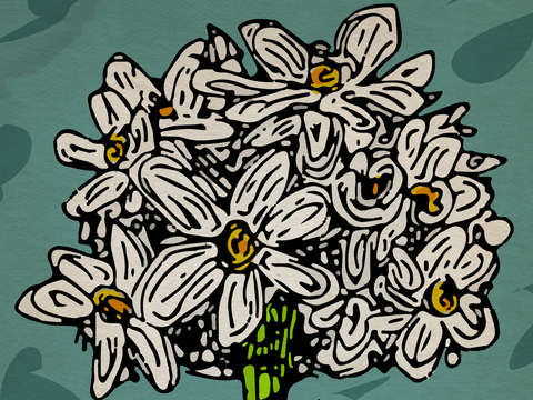Daisy flowers