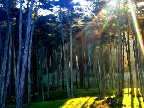 Presidio grove