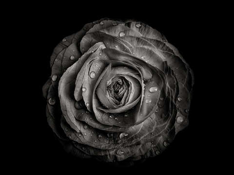 Backyard flowers in black and white 72
