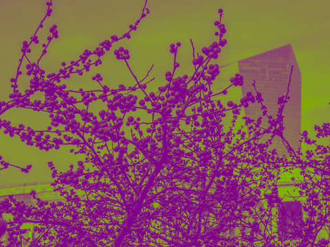 The berry patch