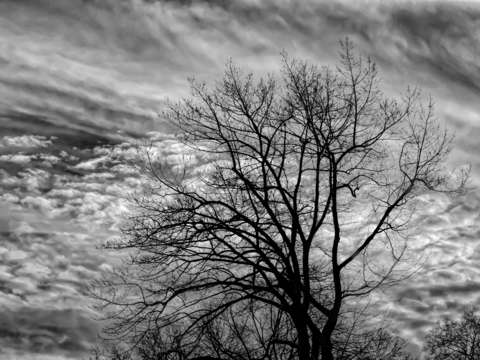 Winter trees sky and clouds 1