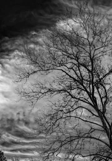 Winter trees sky and clouds 2