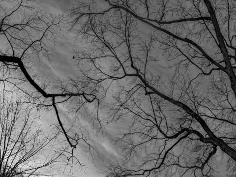 Winter trees sky and clouds 3
