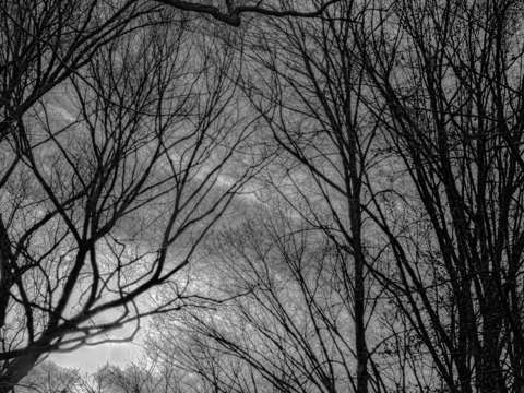 Winter trees sky and clouds 4