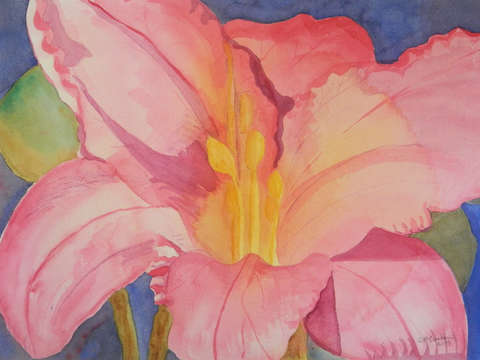 Pink Daylily