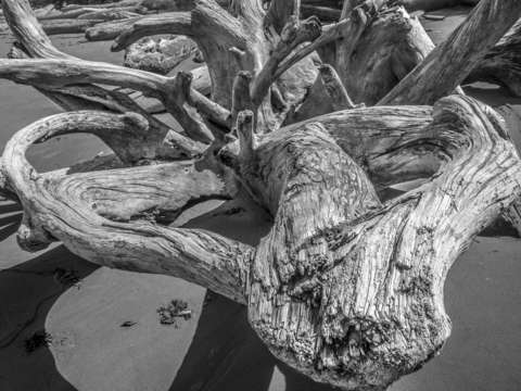 Bw driftwood