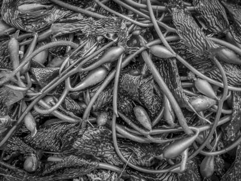 Bw seaweed and kelp