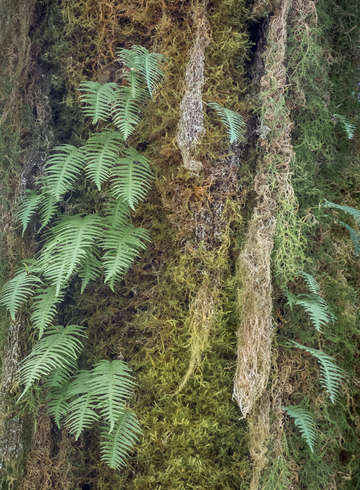 Ferns and lichen on tree