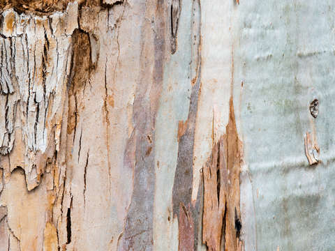 Eucalyptus 938