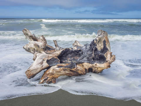 Driftwood and waves