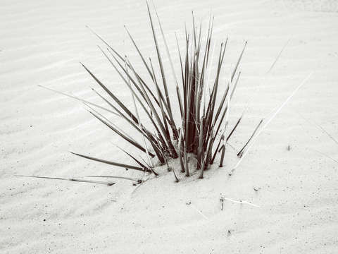 Life finds a way