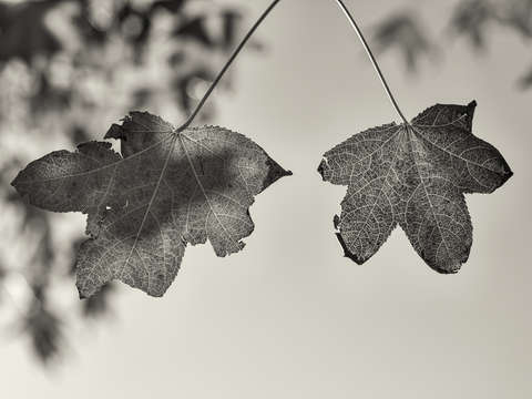 Two friends in autumn monochrome