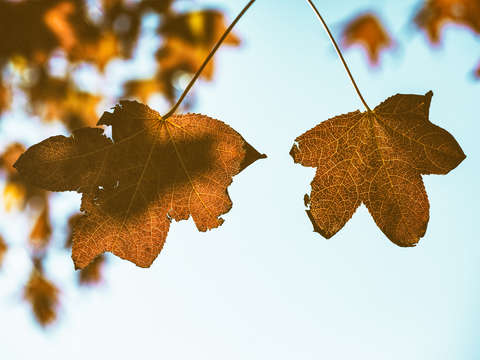 Two friends in autumn