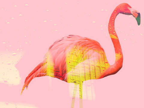 Flamingo rain