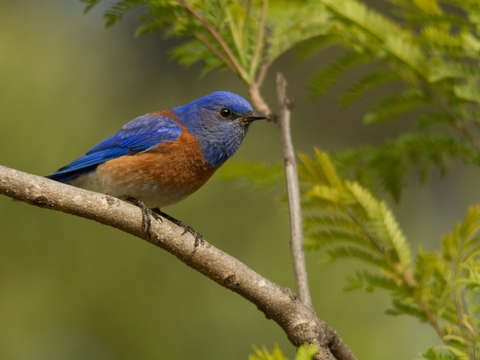 Western bluebird