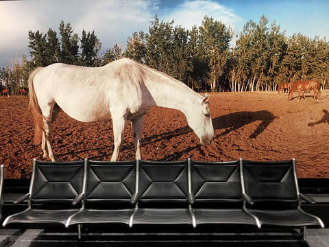 Airport horse