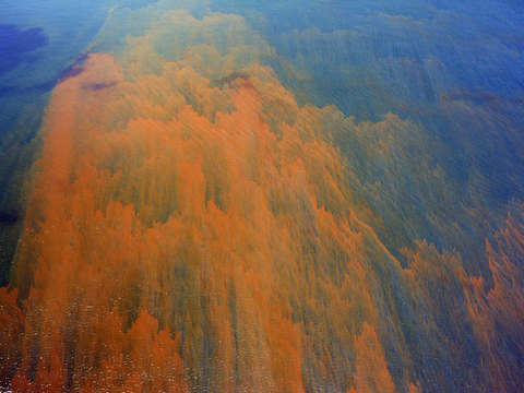 Agent orange