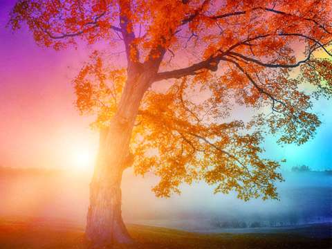 Rainbow autumn