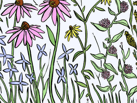 Pollinator garden