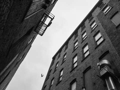 Alley bird