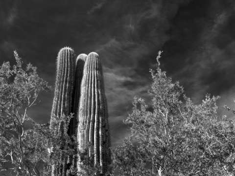 Arizona desert