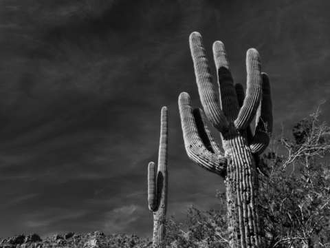 Arizona desert 2
