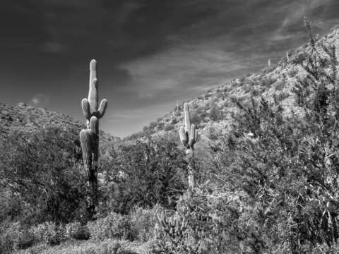 Arizona desert 7