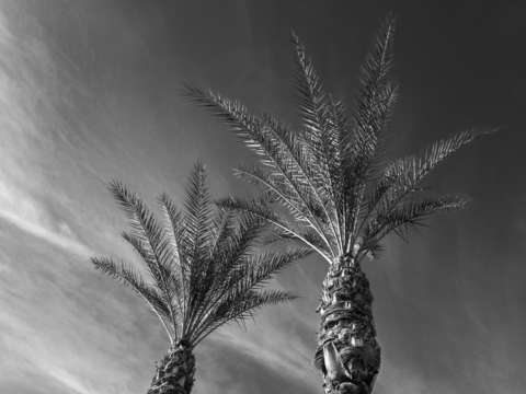 Arizona oasis