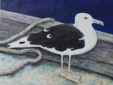 Sea gull 1