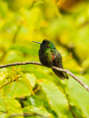 Black bellied hummingbird