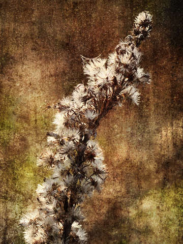 Dried Winter