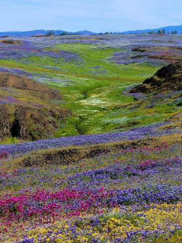 Table mountain super bloom