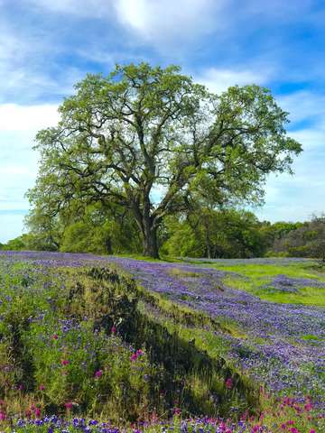 Table mountain super bloom ii
