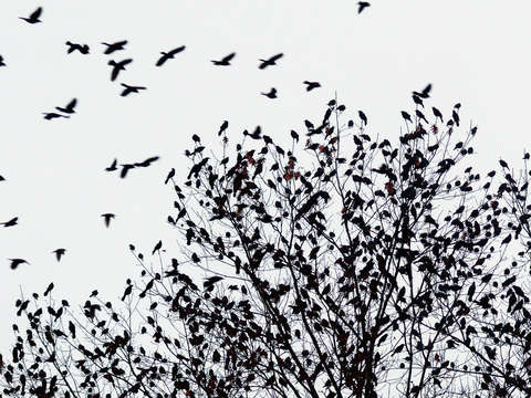 Birds in flight and at rest