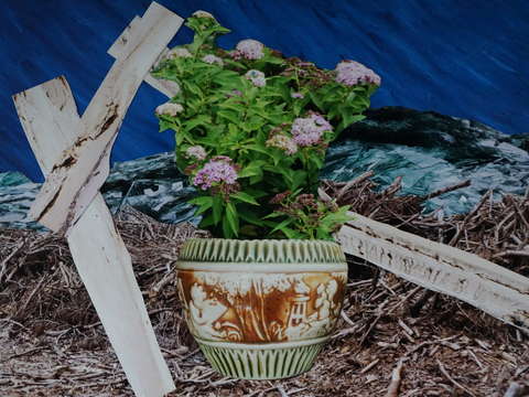 Still life on land and sea i