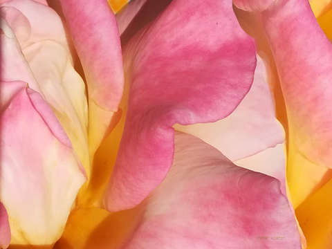 Rose 1 2