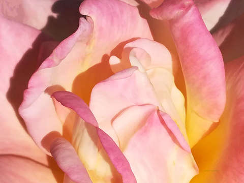 Rose 2 3