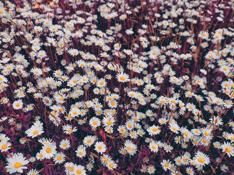 Daisies pink