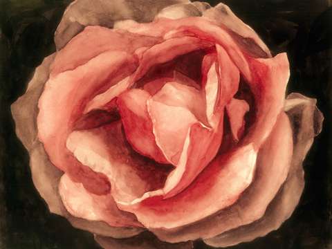Rose in bloom
