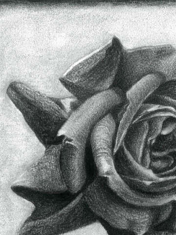 Dark rose