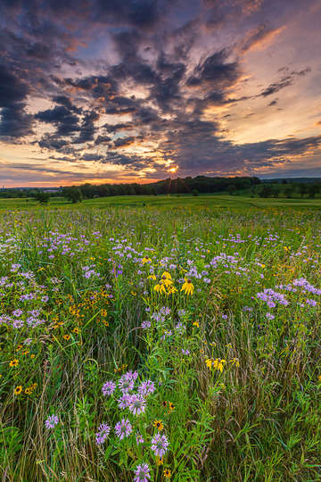Sparkle on a field of green