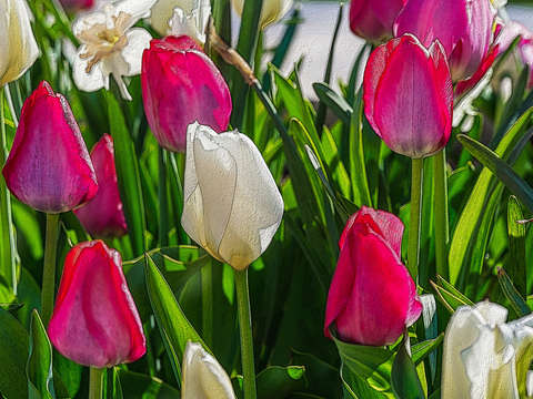 Pink and white tulips painterly