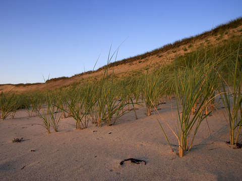 Cahoon hollow