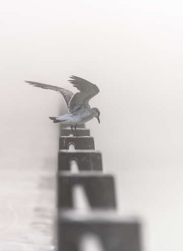 Ready to fly