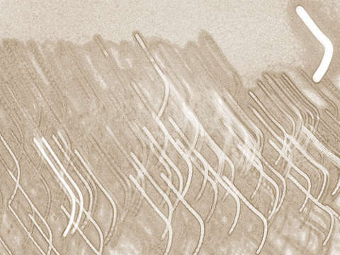 Circa 3758 sepia