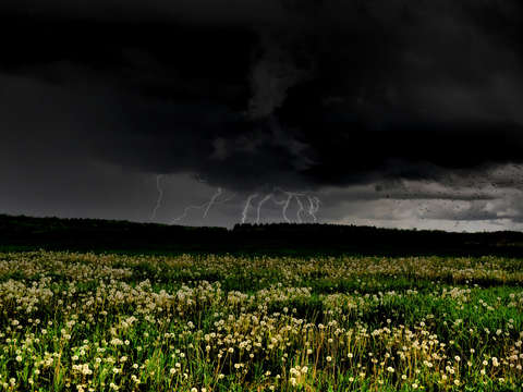 Dandelion Strikes
