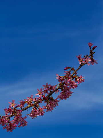 Cherry blossoms 10