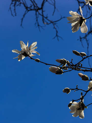 Cherry blossoms 11